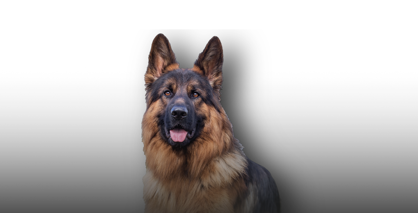 German Shepard Overlay