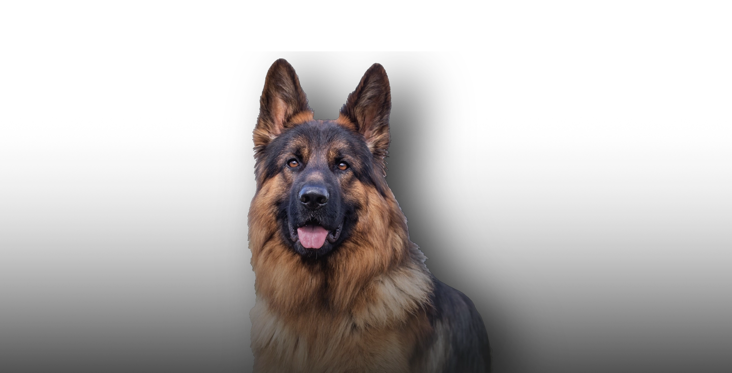 German Shepard Overlay