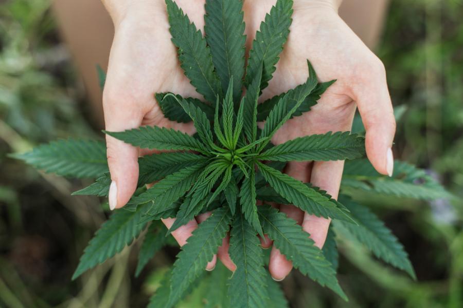 close up of hands holding cannabis plant