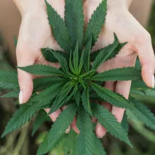 close up of hands holding cannabis plant