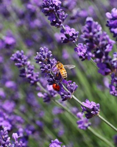 close up of bee on lavender